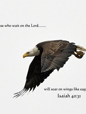 Bald Eagle Isaiah 40:31