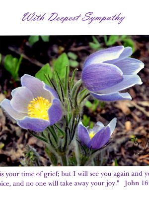 Crocus- John 16:22