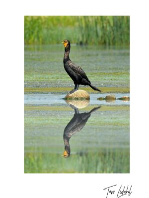 DOUBLE BREASTED CORMORANT