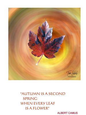 "Autumn is a second spring when every leaf is a flower"