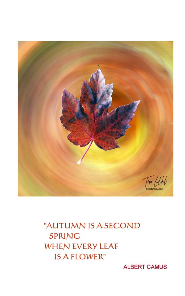 “Autumn is a second spring when every leaf is a flower” | Dr. Tom's Cards