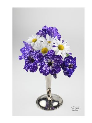 Petunias and Daisies