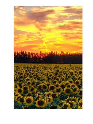 Sunflowers at Sunset