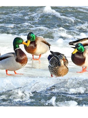 SIX DRAKES AND A HEN