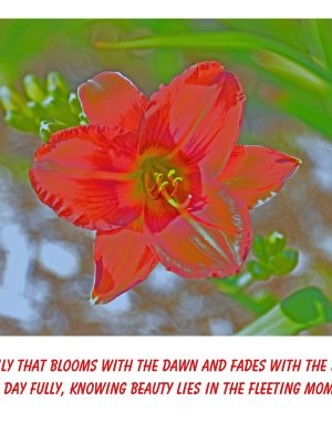 DAYLILY   "Like the daylily that blooms with the dawn....."