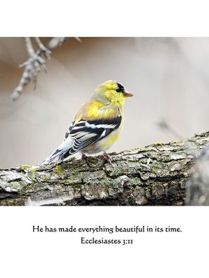 American Goldfinch Ecclesiastes 3:11