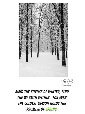 Amid the silence of winter, find the warmth within......