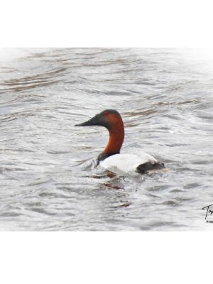 CANVASBACK DRAKE