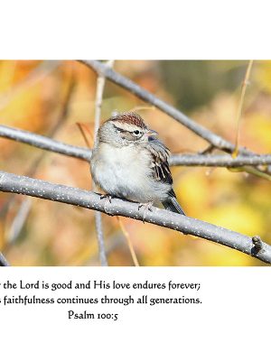 Chipping Sparrow  Psalm 100:5