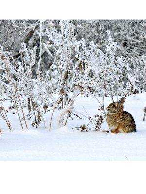 COTTONTAIL ON A FROSTY MORNING