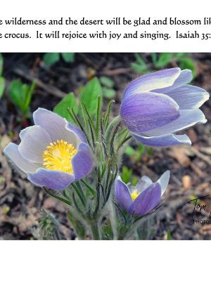 Crocus Isaiah 35:1
