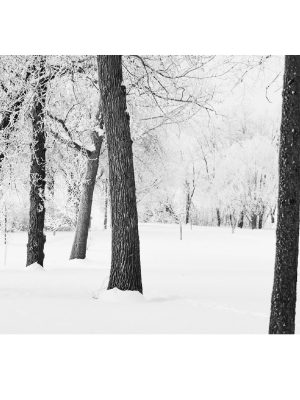 FROSTY MORNING ON THE RIVER