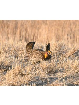 GREATER PRAIRIE CHICKEN ..DANCIN' AT SUNRISE
