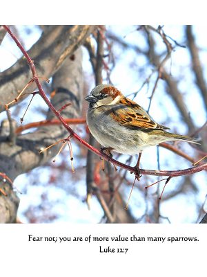 House Sparrow  "Fear not: you are of more value...."  Luke 12:7