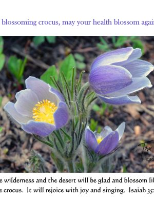 Like a blossoming crocus.....