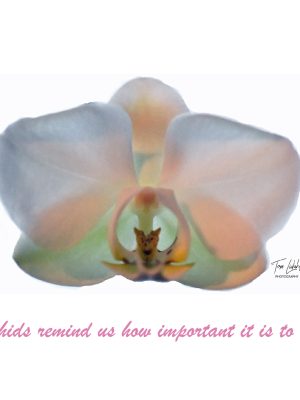 Orchids remind us how important it is to bloom.