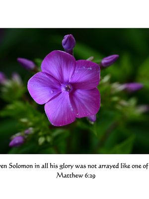 Phlox "Even Solomon...." Matthew 6:29