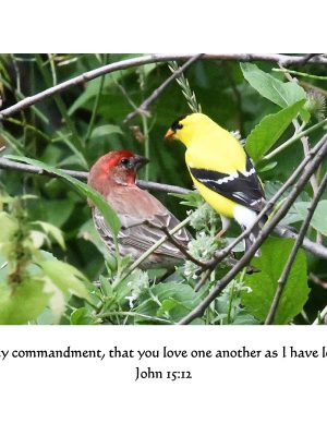 "This is My commandment.."  John 15:12