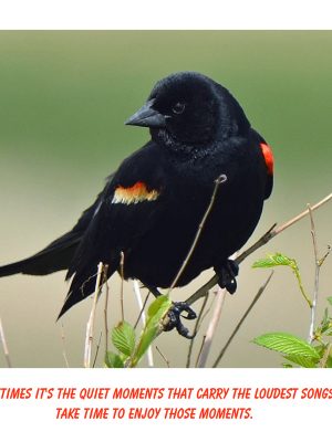 Red-winged Blackbird