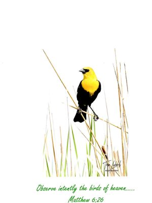 "Observe intently the birds of heaven."  Matthew 6:26