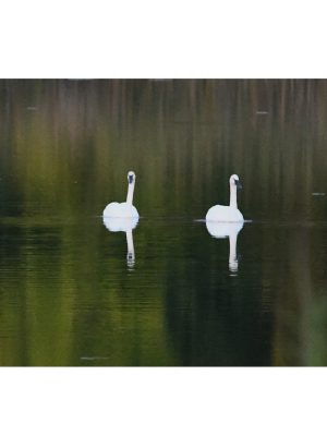 TRUMPETER SWANS
