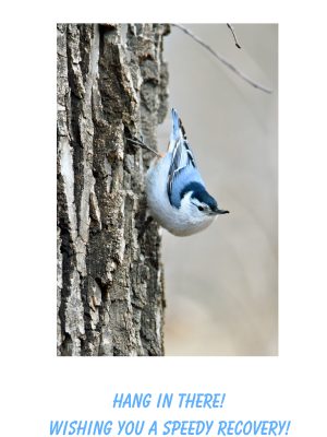 WHITE BREASTED NUTHATCH..HANG IN THERE!