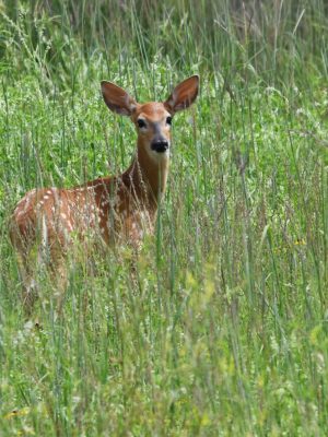 WHITETAIL FAWN