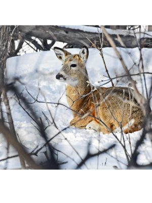 YOUNG WHITETAIL