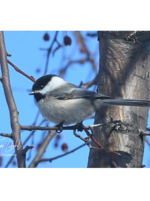 BLACK-CAPPED CHICKADEE