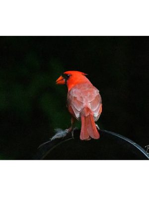NORTHERN CARDINAL
