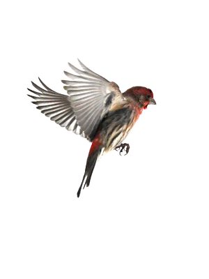 HOUSEFINCH IN FLIGHT