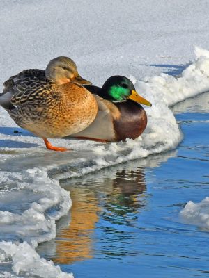 MALLARDS ON ICE