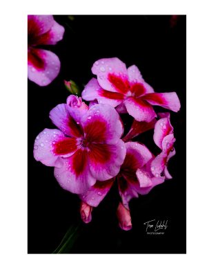 GERANIUM