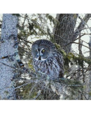 GREAT GRAY OWL