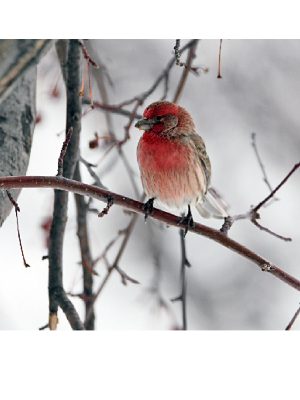 HOUSE FINCH