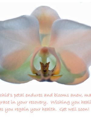 JUST AS THE ORCHID PETAL ENDURES....