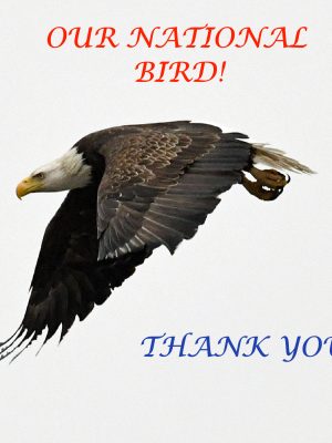 OUR "NATIONAL BIRD"