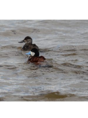 RUDDY DUCK (BLUEBILL)