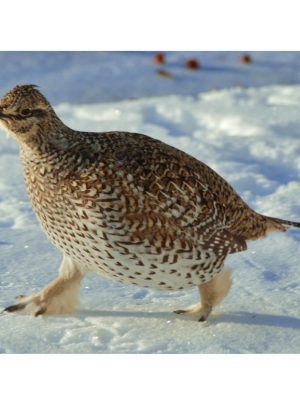 SHARP-TAILED GROUSE