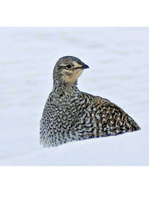 SHARP-TAILED GROUSE