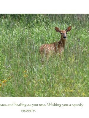 WHITETAIL FAWN