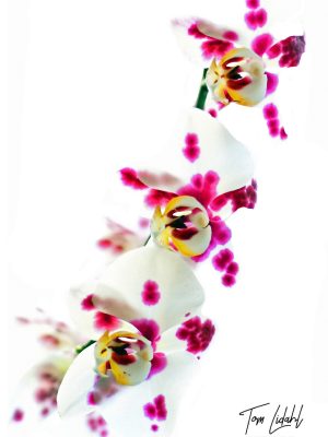 THREE ORCHIDS