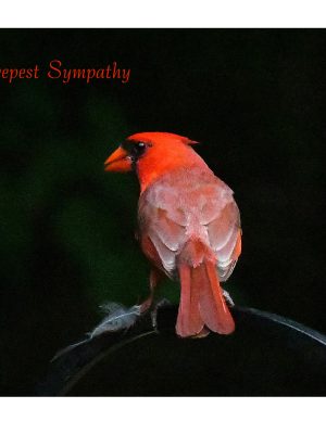 CARDINAL ("When a cardinal appears, it is said to be a visitor from heaven. May this beautiful soul bring you comfort, a reminder that those we love never leave us.")