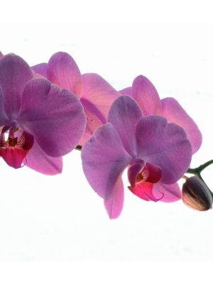 PURPLE ORCHID